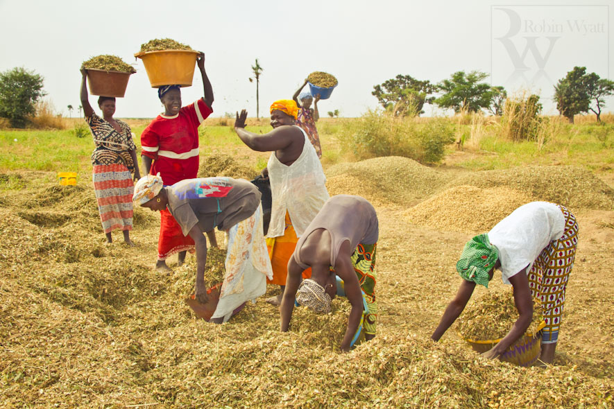 Au Sénégal, Atteinte des objectifs d’autosuffisance en riz en 2017