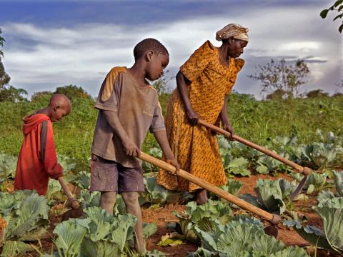 Afrique -Agriculture