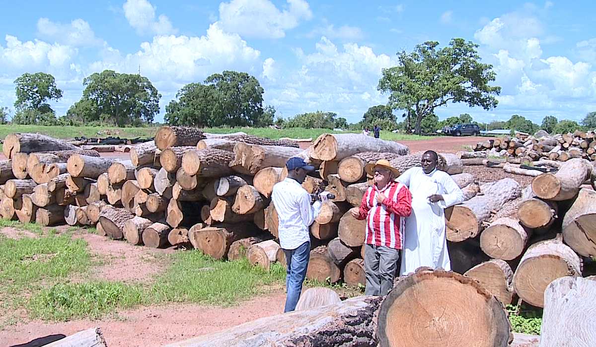 Trafic de bois en Casamance-senegal