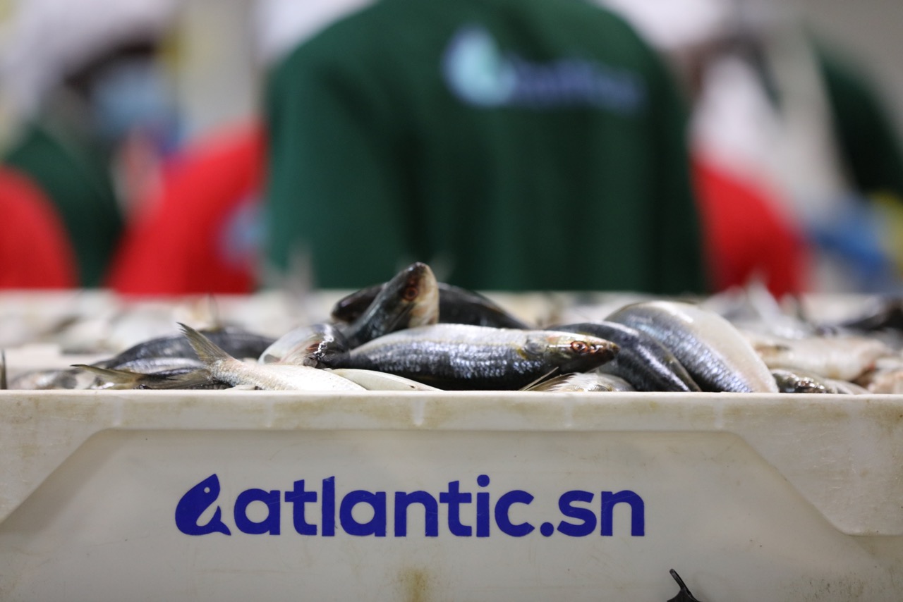 Macky Sall - inauguration de l'usine ATLANTIK SEA FOOD SANGALKAM (1)
