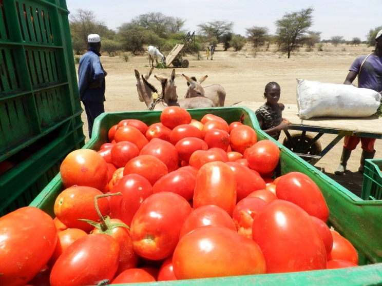 Produits horticoles - Tomates