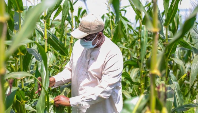 Macky Sall dans un champ de maïs