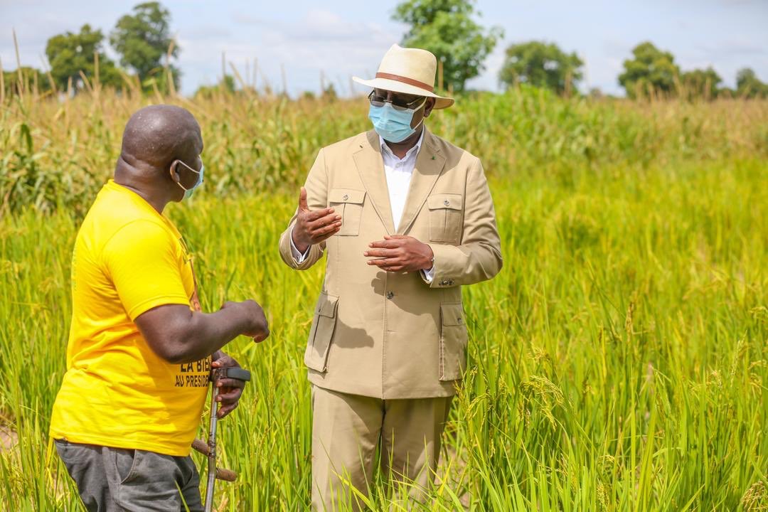 Macky Sall mise sur la culture du riz de plateau pour atteindre l’autosuffisance