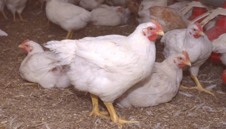 poulets de chair au Sénégal - Korité 2021