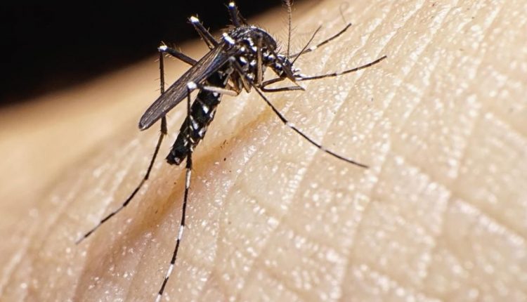 22 cas de dengue enregistrés Rosso-Sénégal