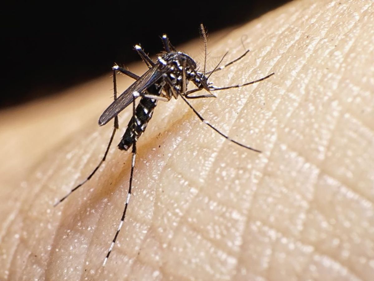22 cas de dengue enregistrés Rosso-Sénégal