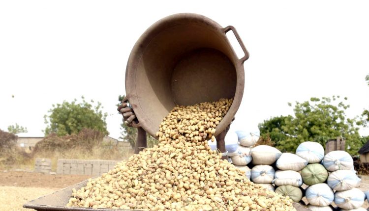 Démarrage des opérations de commercialisation de l'arachide à Diourbel