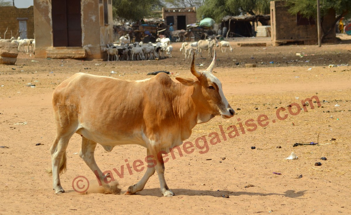 Journée nationale de l’élevage au Sénégal - Actualités élevage au Sénégal, Journée de l’élevage au Sénégal, Journée élevage au Sénégal, Journée élevage