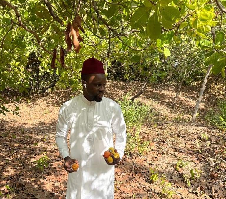 Sonko, fruits en Casamance