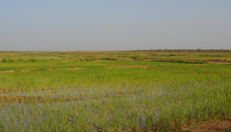 Agriculture, Culture du Riz au Sénégal
