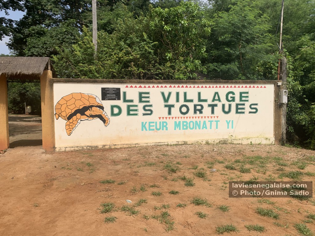 Reportage village des tortues-Gnima Sadio, laviesenegalaise (4)
