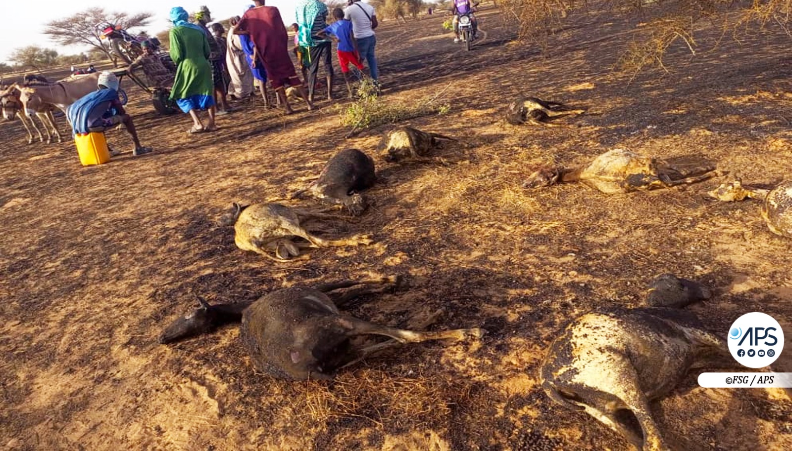 Un feu de brousse tue un troupeau de plus 100 moutons à Bilé Galoya
