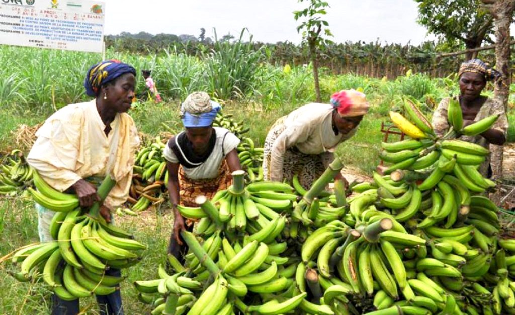 Les producteurs de Bananes au Sénégal