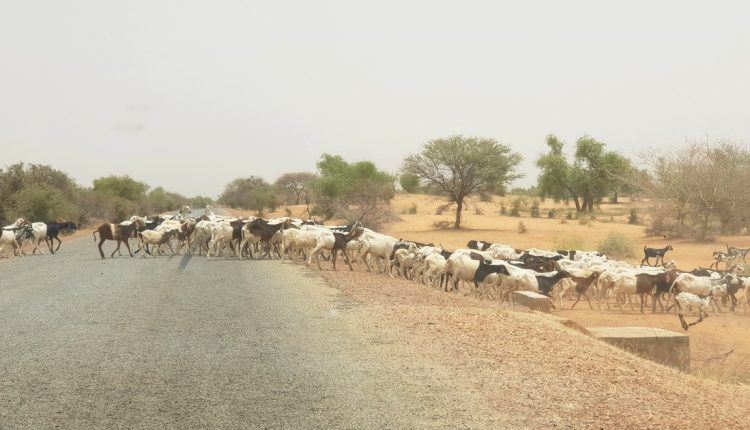 Le phénomène du vol de bétail inquiète le monde rural