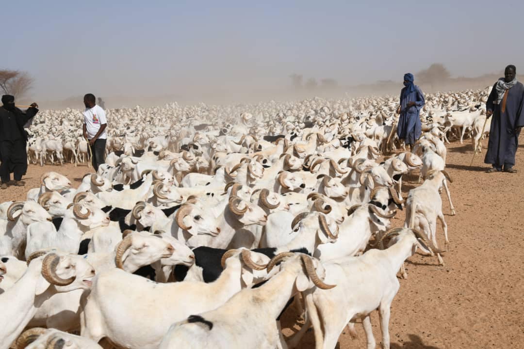 Moutons à vendre Tabaski 2024, Médina Ndiathbé