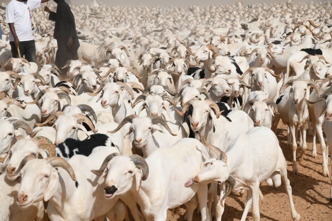 Moutons de Tabaski au Sénégal