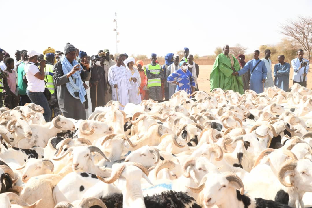 TABASKI 2024 - Le Sénégal a déjà comblé plus le déficit en moutons à résorber