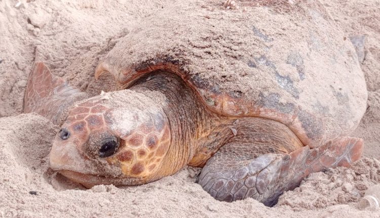 Sécurisation d'un nid de tortue à Joal (3)